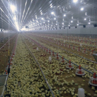 Auto Pan Feeder For Chicken Poultry Feeding Line