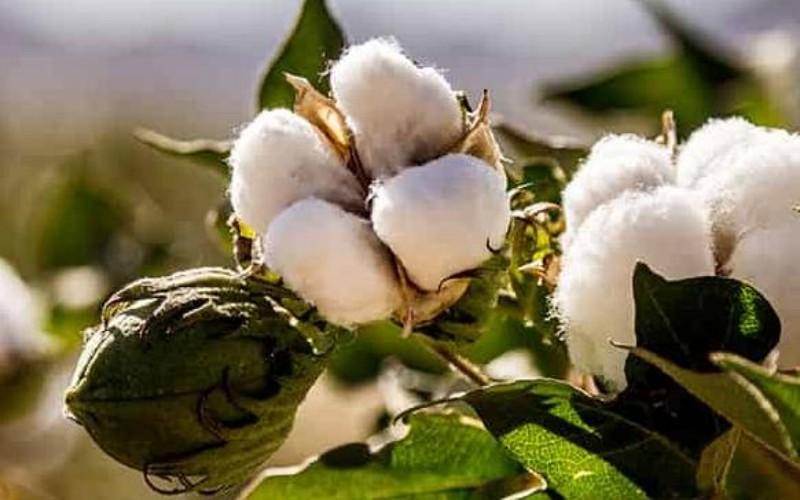 pure cotton pure cotton