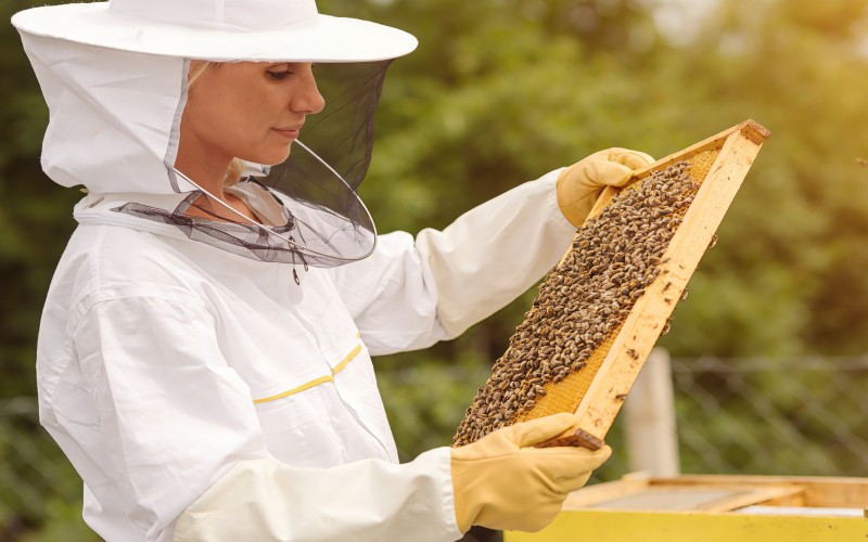 Beekeeping Suits Beekeeping Suits