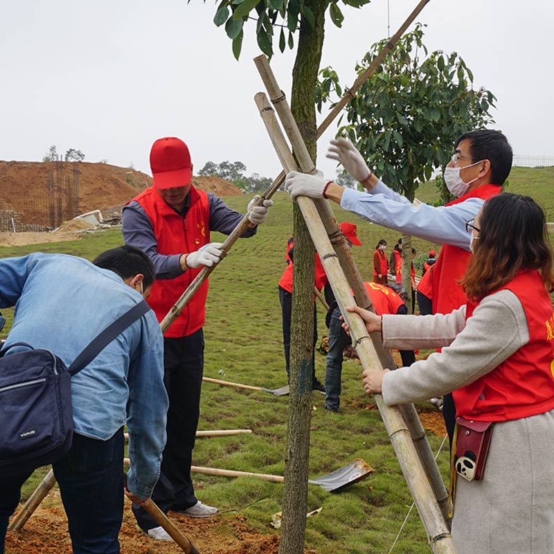 Chung tay vì môi trường: Công ty chúng tôi triển khai sáng kiến ​​trồng cây