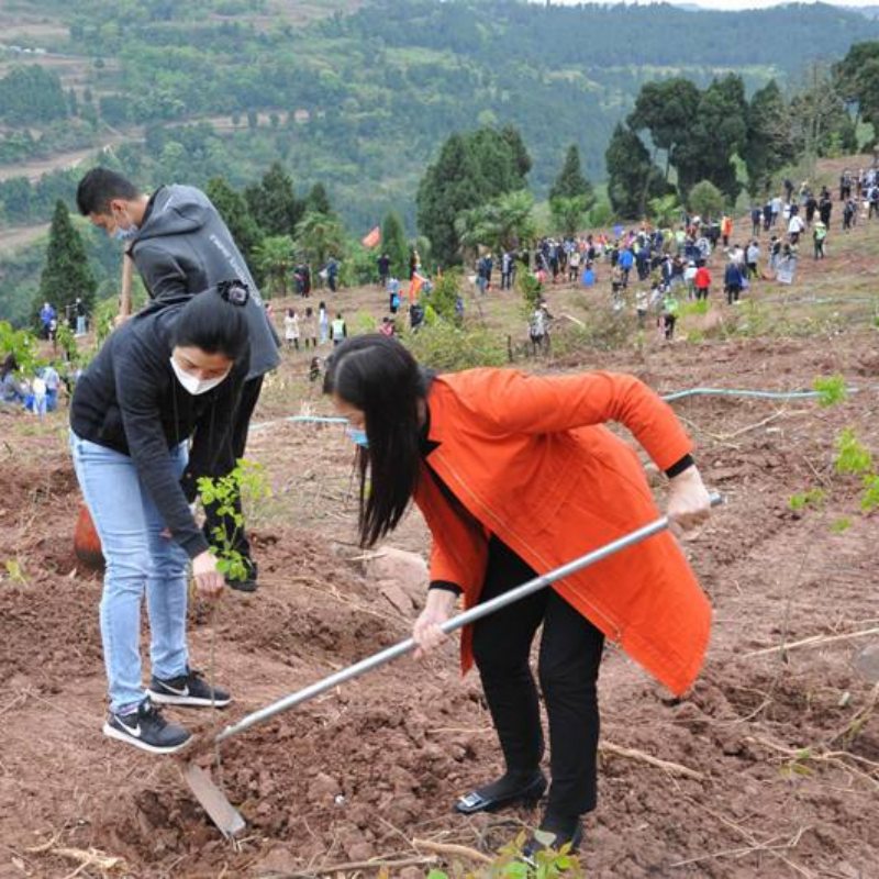 Cuidando da Terra e Tornando a Terra Verde