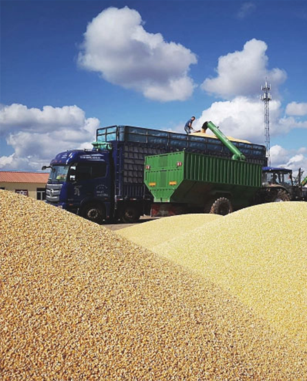 Grain Processing Line