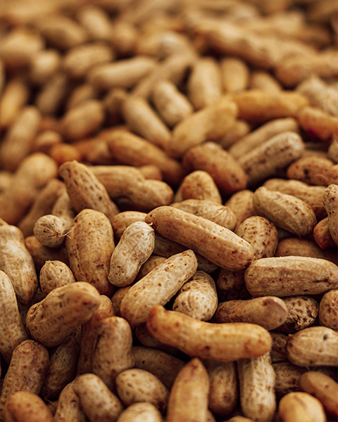 How to choose peanut oil processing equipment manufacturer?