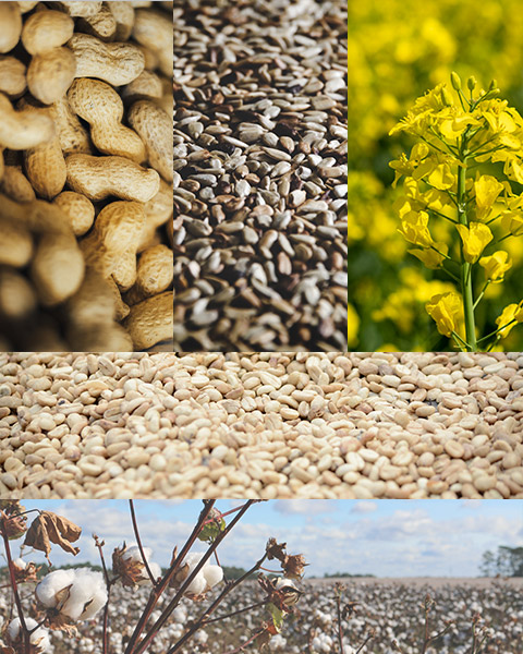 What can the screw oil press press?