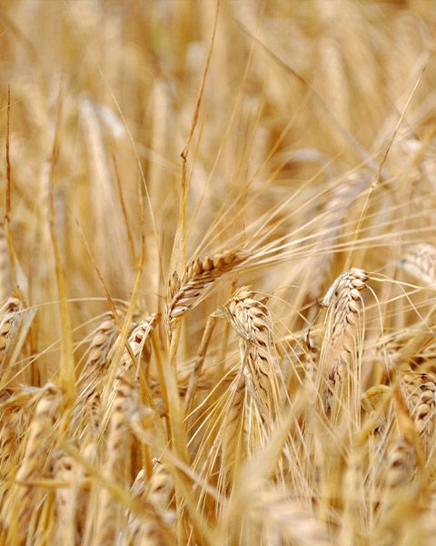 How to distinguish and clean impurities in grains？