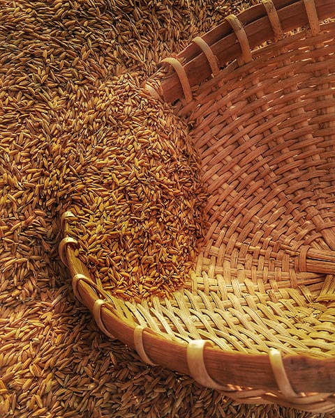 How to deal with noise problems in grain processing plants