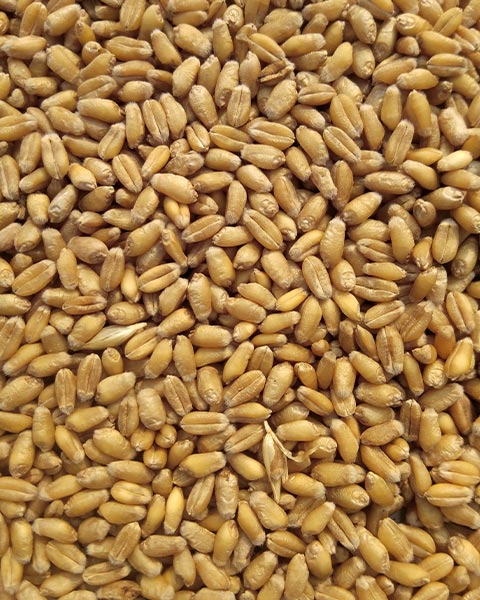 What are the steps for grain cleaning?