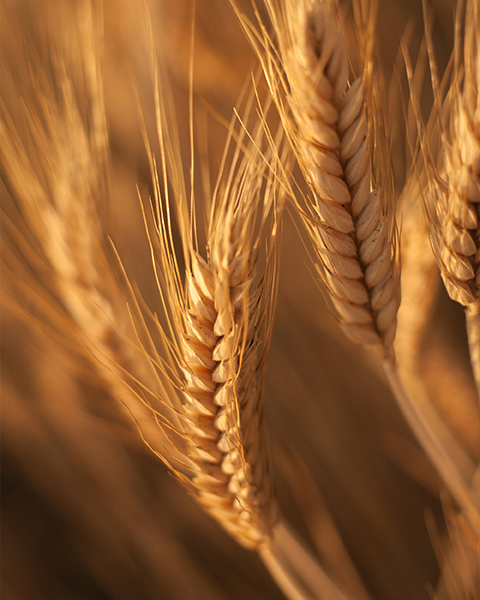 What machines are needed for grain hulling?