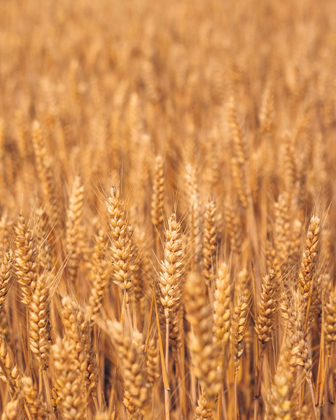 Is it necessary to clean the wheat before using the wheat milling machine?