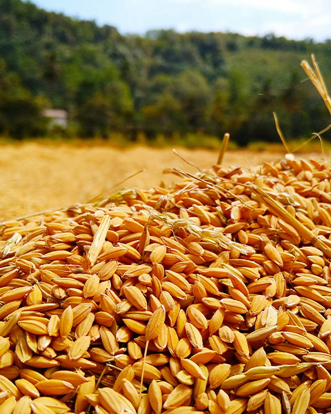 What is a pneumatic flour mill?