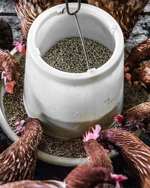 How to set up an animal feed production company?