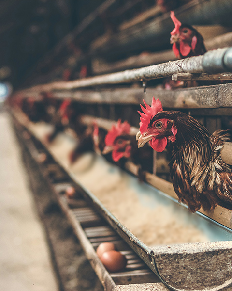 What machines are needed to build a poultry feed mill?