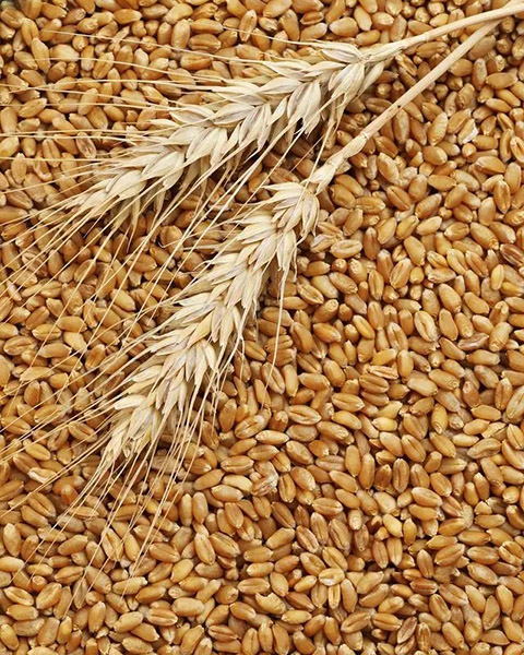 How to grind wheat into flour?