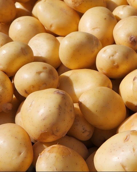 ​Revolutionizing Starch Processing with Advanced Starch Separator Technology