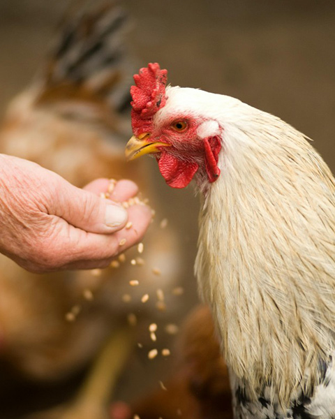 Advanced LNKSL Contraflow Cooler and Dryer Helps You Get Higher Quality Feeds