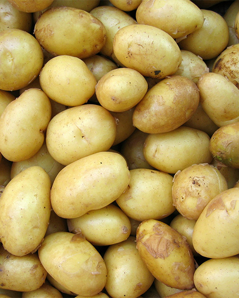 High-Efficiency Starch Separator Maximizes Yield and Purity in Industrial Starch Processing