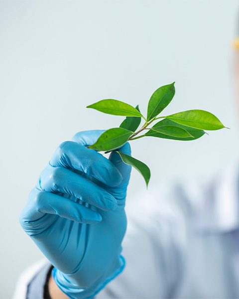 High-Efficiency Vegetable Extraction Separator for Herbal and Natural Product Processing