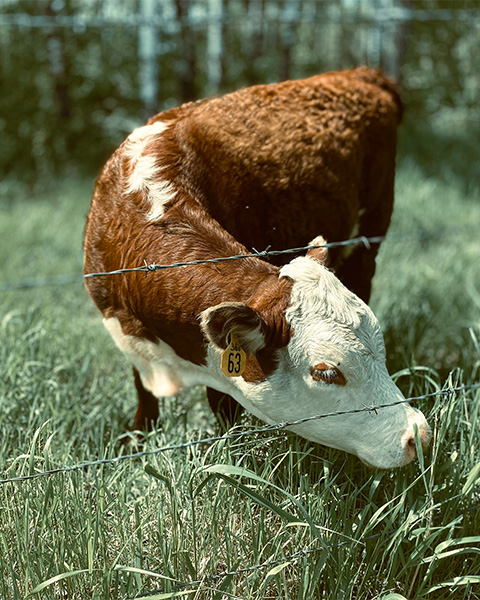 Maximize Feed Efficiency with Our Dual Motor Particle Compressor