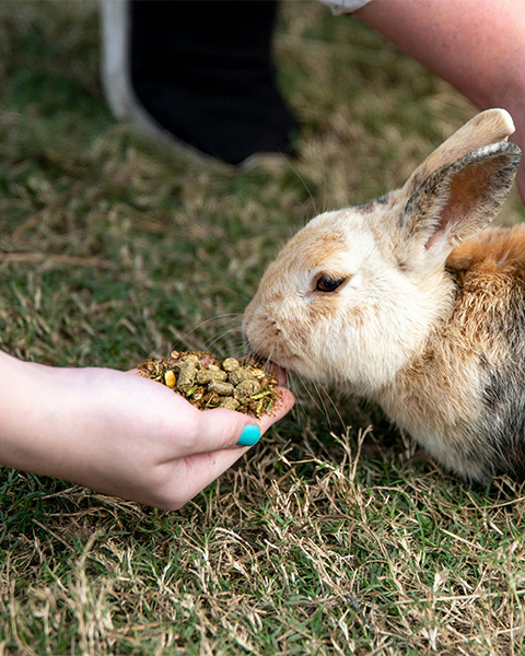 Optimize Feed Quality with the LNKSL Contraflow Cooler and Dryer