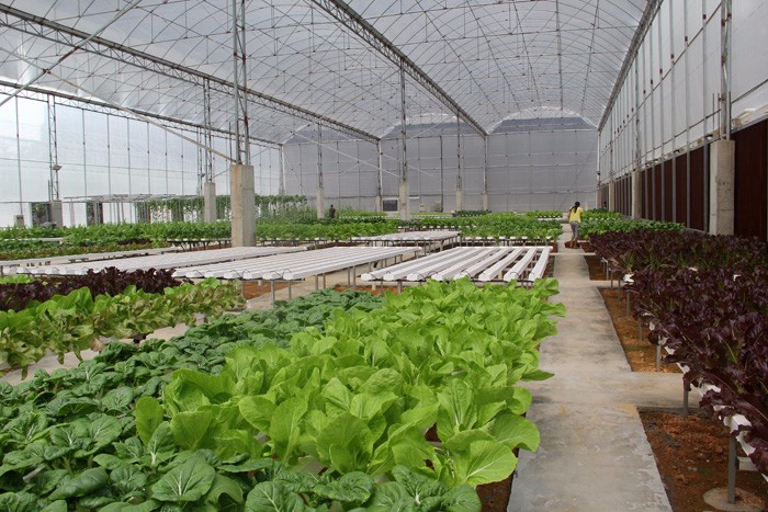 NFT hydroponics base de l'expérience de production de la chaîne