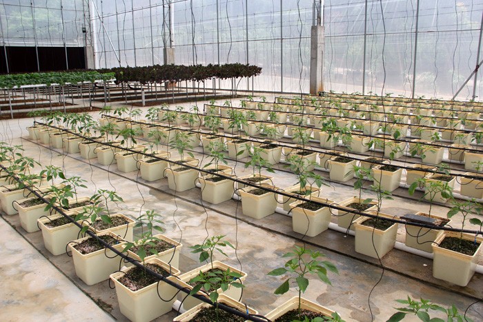 Base d'expérience de production de seau néerlandais