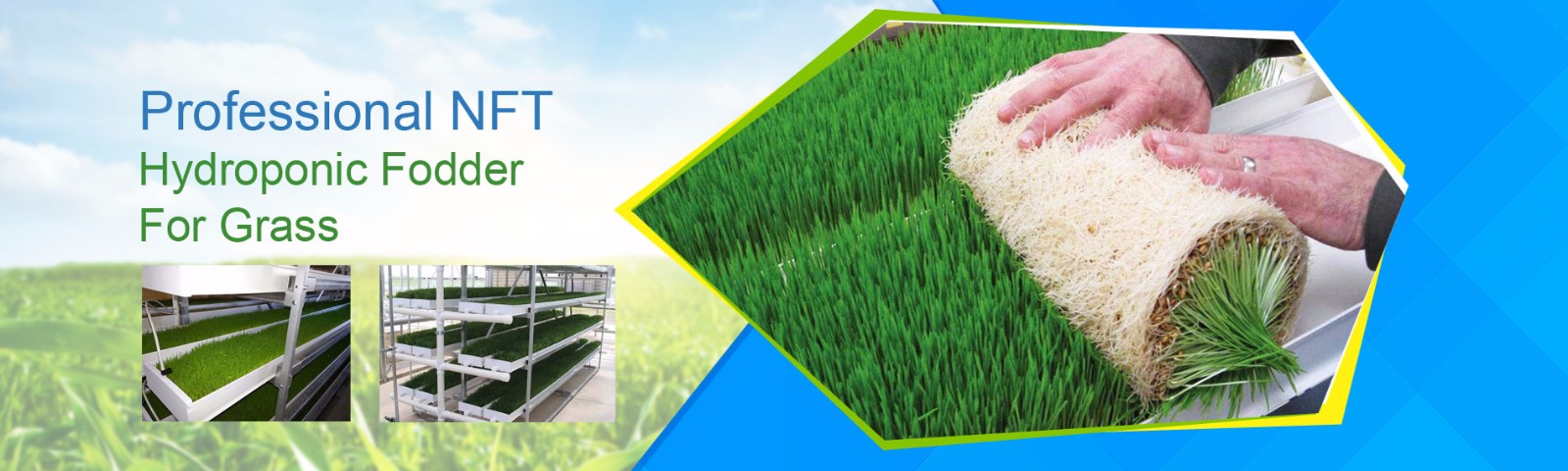 Hydroponic Fodder For Grass