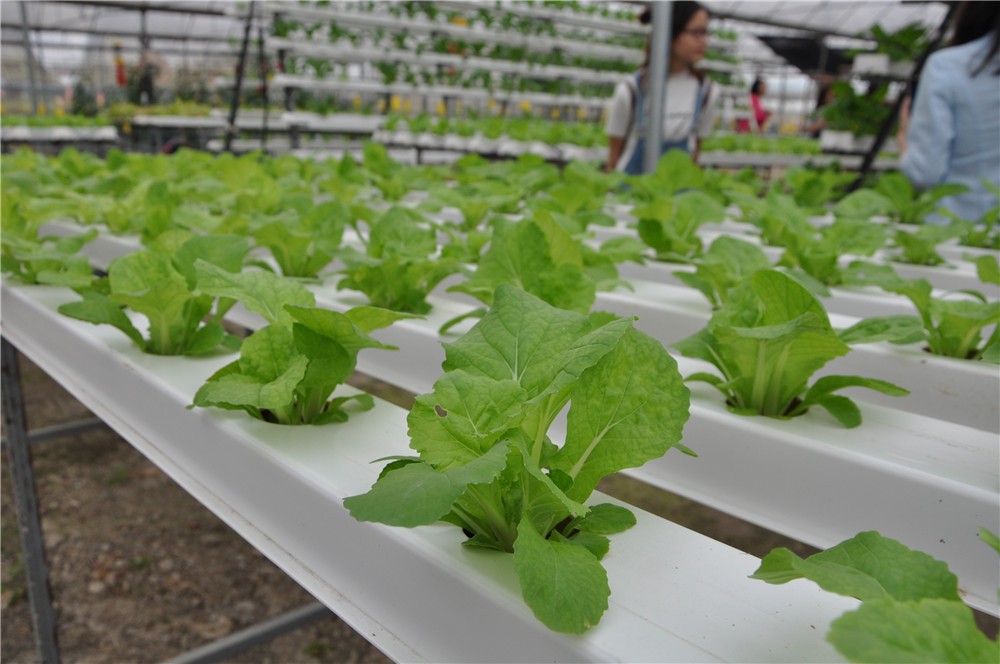 Our hydroponics farm