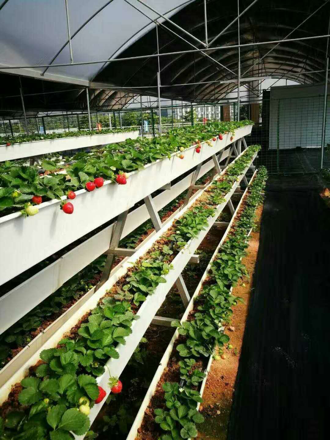 Hydroponic gutter Fodder Strawberries Growing System (7).jpg