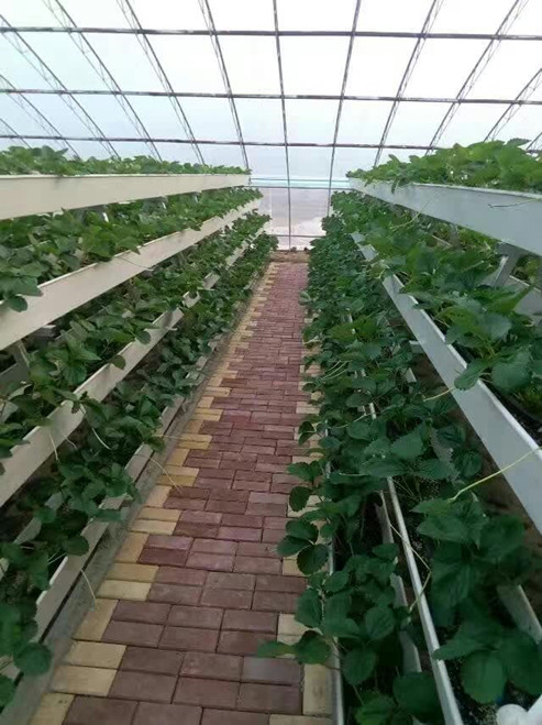 Hydroponic gutter Fodder Strawberries Growing System (13).jpg