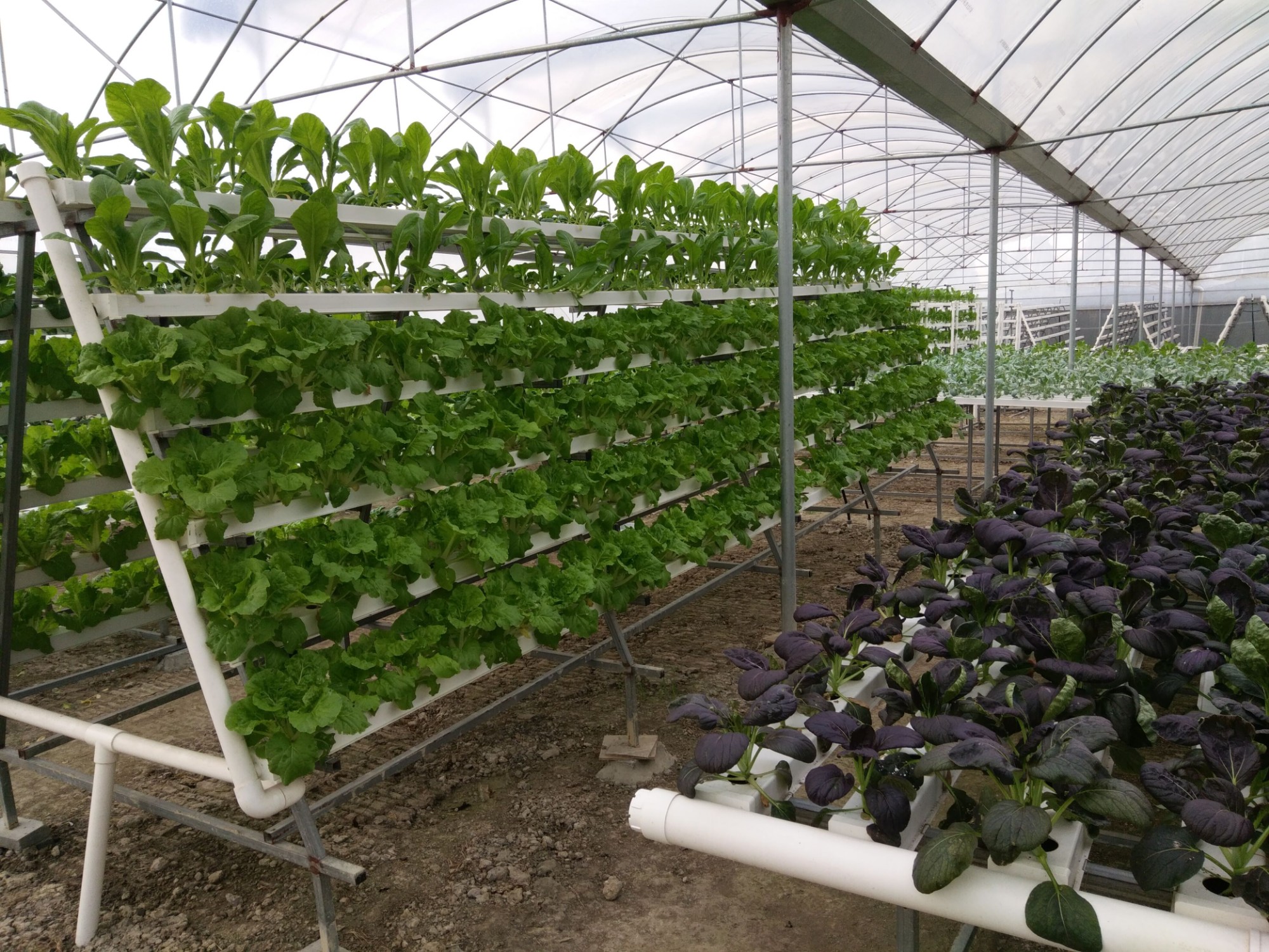 Present situation and development trend of soilless cultivation in China