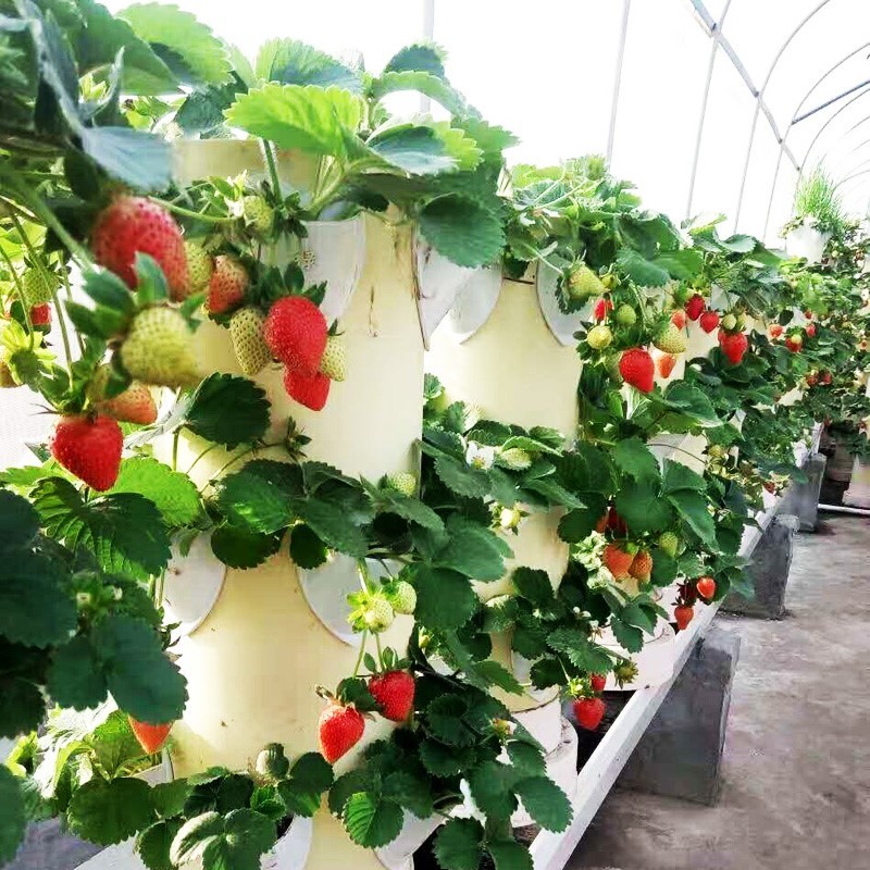 Supply Hydroponic Vertical Tower Systems For Strawberry Factory