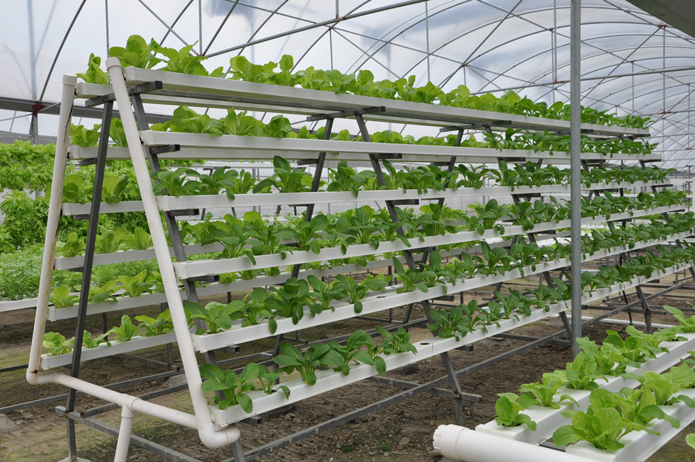 hydroponic vegetable