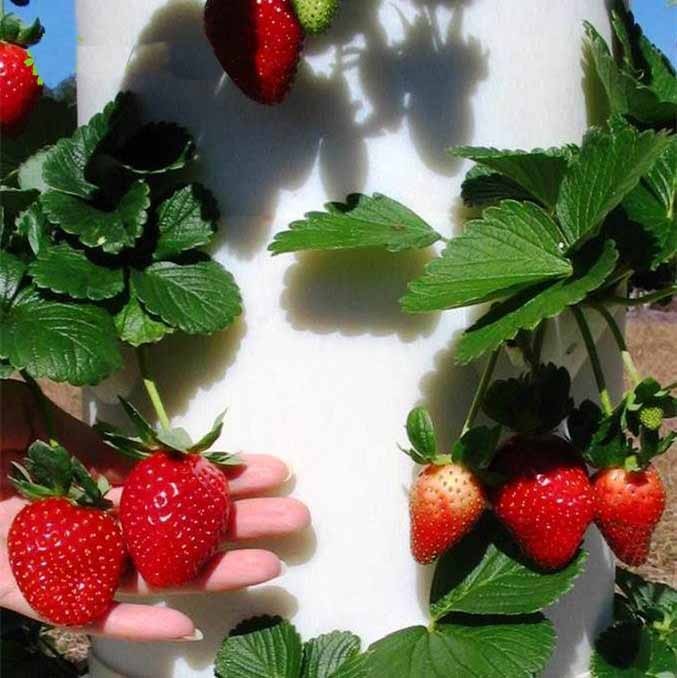 Vertical Gardening Hydroponic Growing Tower Strawberry Tower For growing Vegetables and strawberry in Garden