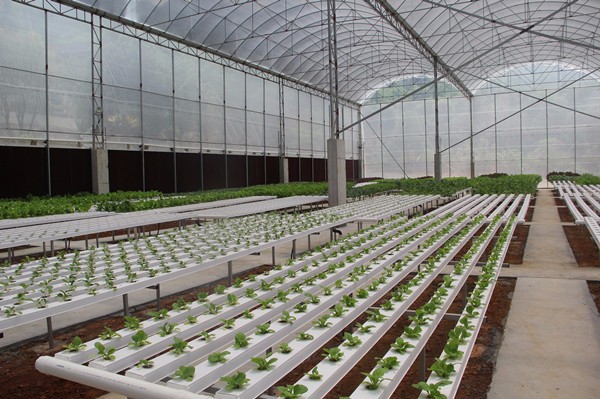 Greenhouse Hydroponic Cultivation- light requirement