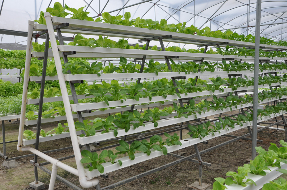 Greenhouse Hydroponic