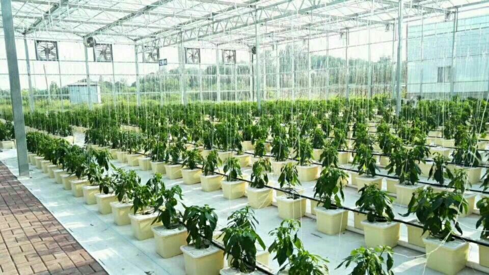 greenhouse cultivation