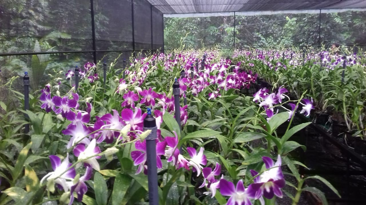 Clay Pebbles for Flower Orchid