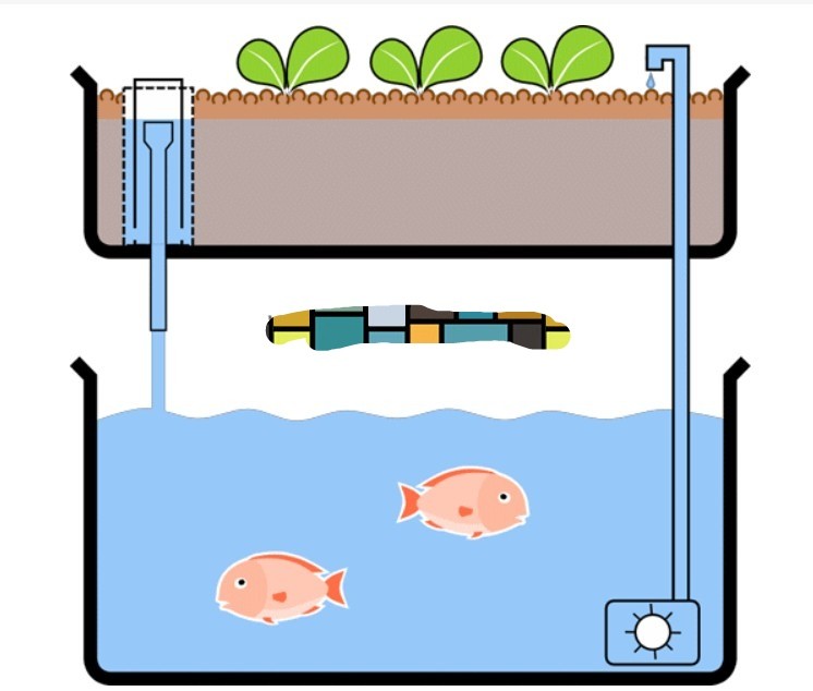 Aquaponics System