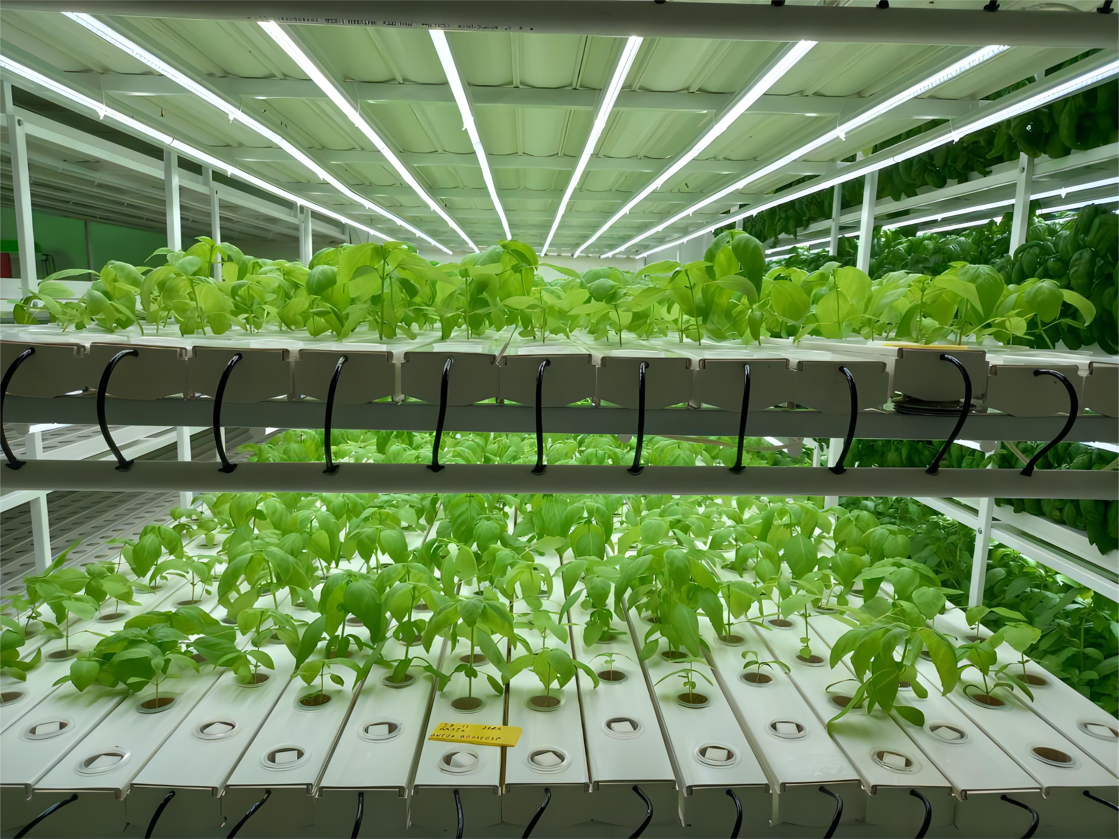 2000 Square Base ในเซินเจิ้น 2000 Square Base ในเซินเจิ้น