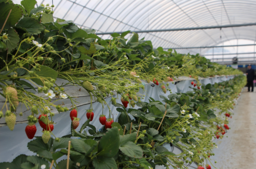 UPVC Plastic Gutter for Tomato Cucumber Strawberry Eggplant Herbs