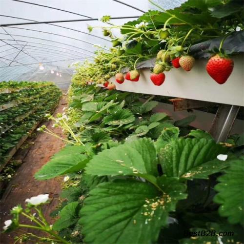 Essential Strawberry Growing Gutter Awesome Hydroponics Modern Farm Single Span Greenhouse