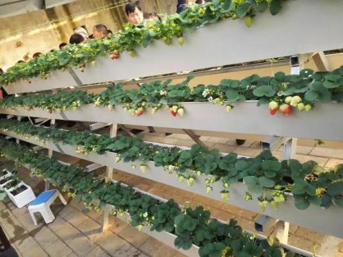 Essential Strawberry Growing Gutter Awesome Hydroponics Modern Farm Single Span Greenhouse