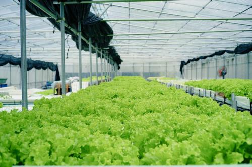 Large - Scale Output: Top - Notch Hydroponics Systems with Outstanding Design