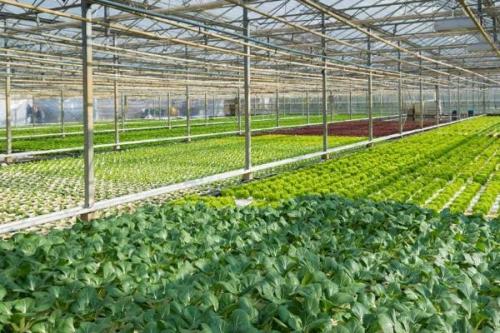 hydroponic growing systems