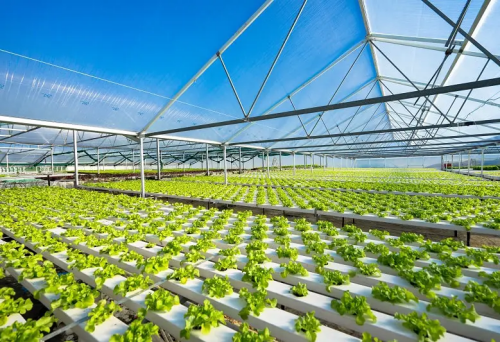 Abundant Stock: High - Performance Hydroponic Growing Systems with Ingenious Design