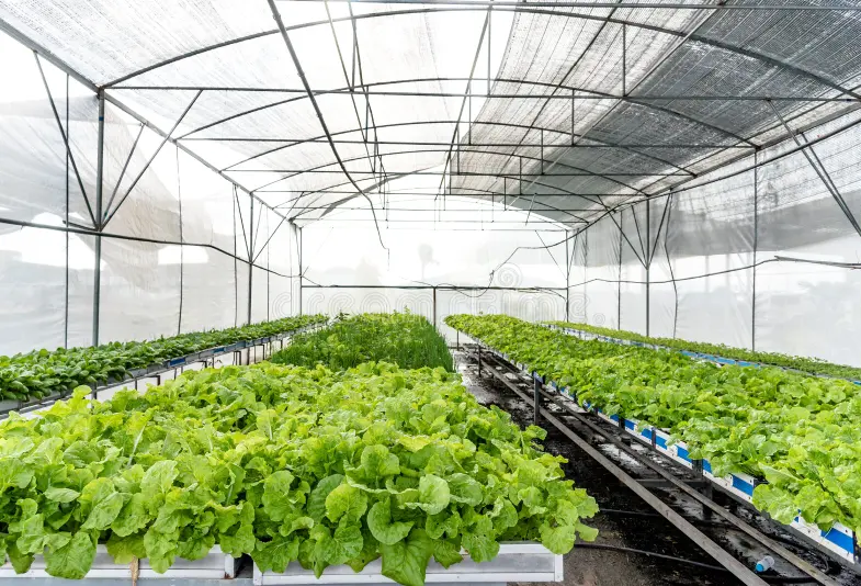 Customized Vertical A-Type Nft Channel Hydroponics Growing System for Leafy Vegetable