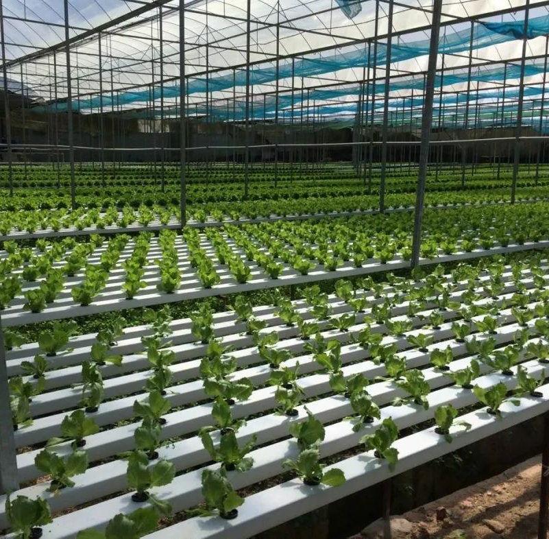 Customized Vertical A-Type Nft Channel Hydroponics Growing System for Leafy Vegetable