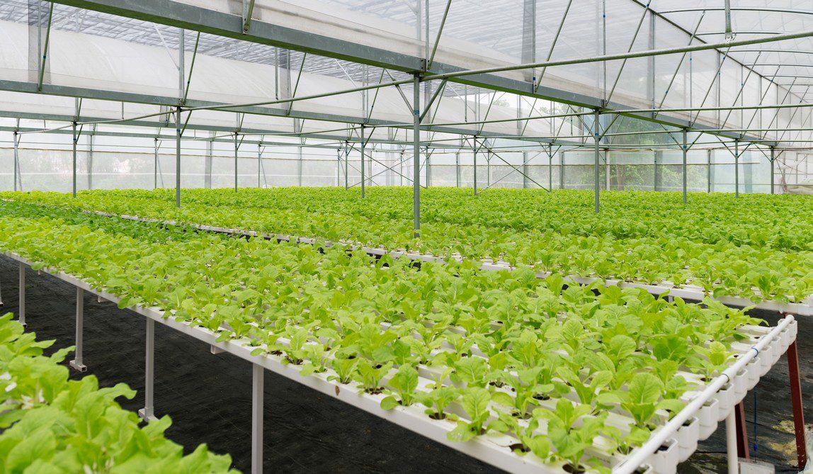 Customized Vertical A-Type Nft Channel Hydroponics Growing System for Leafy Vegetable