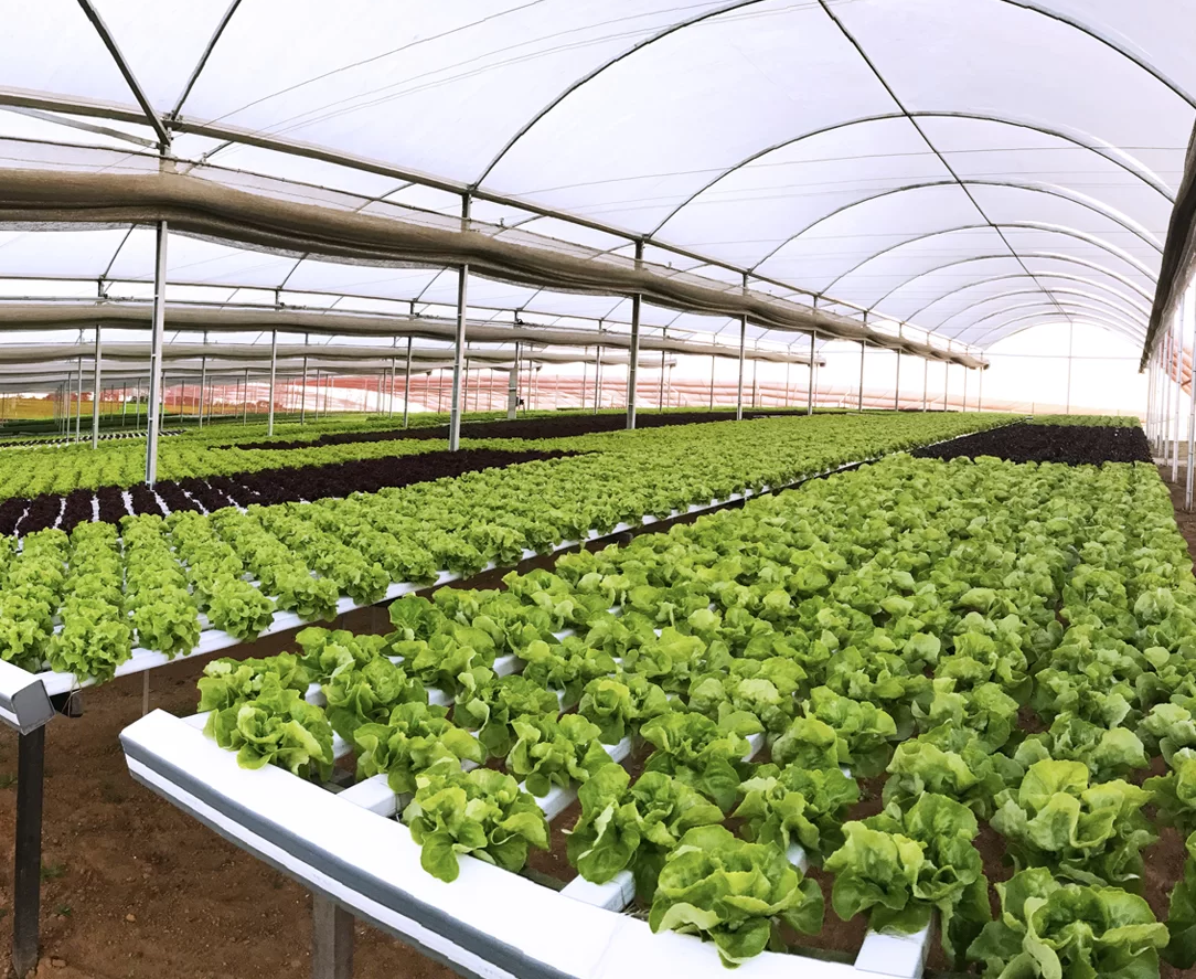 Multi-span Greenhouse Agricultural Plastic grow tube 10X5cm