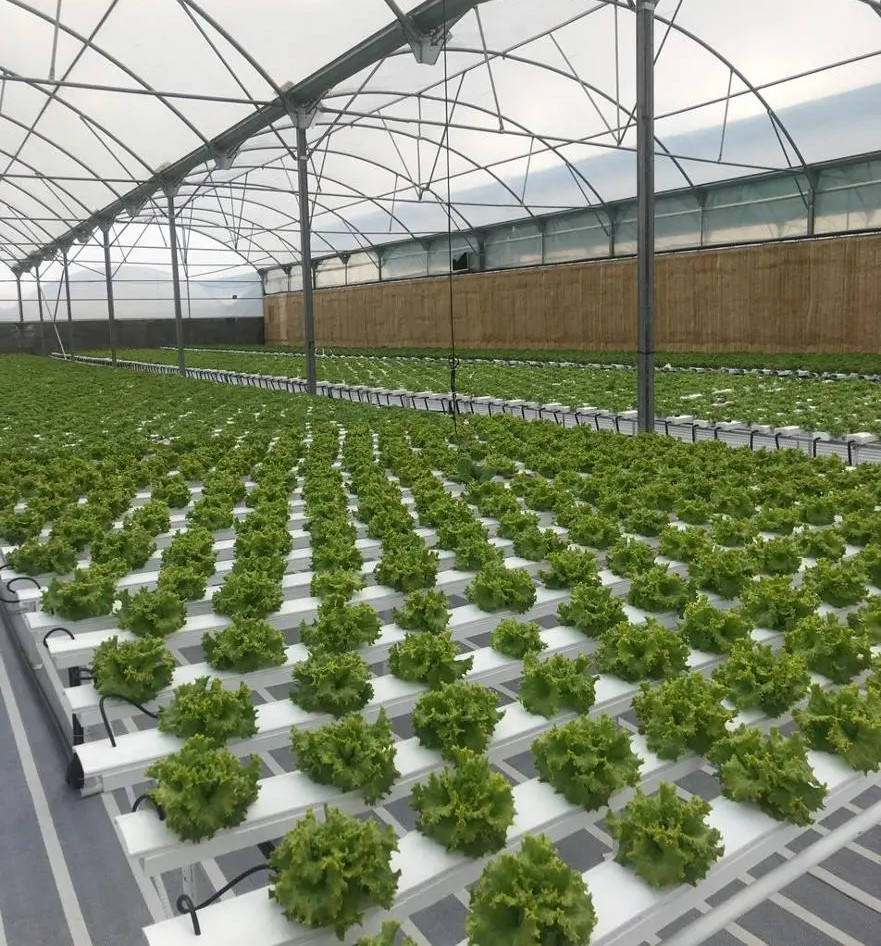 Single-span Greenhouse Agricultural Hydroponics System Nft Channel Growing System